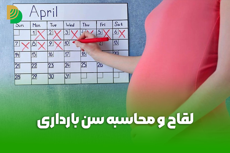 اگر لقاح دیر انجام شود سن بارداری چگونه محاسبه میشود؟